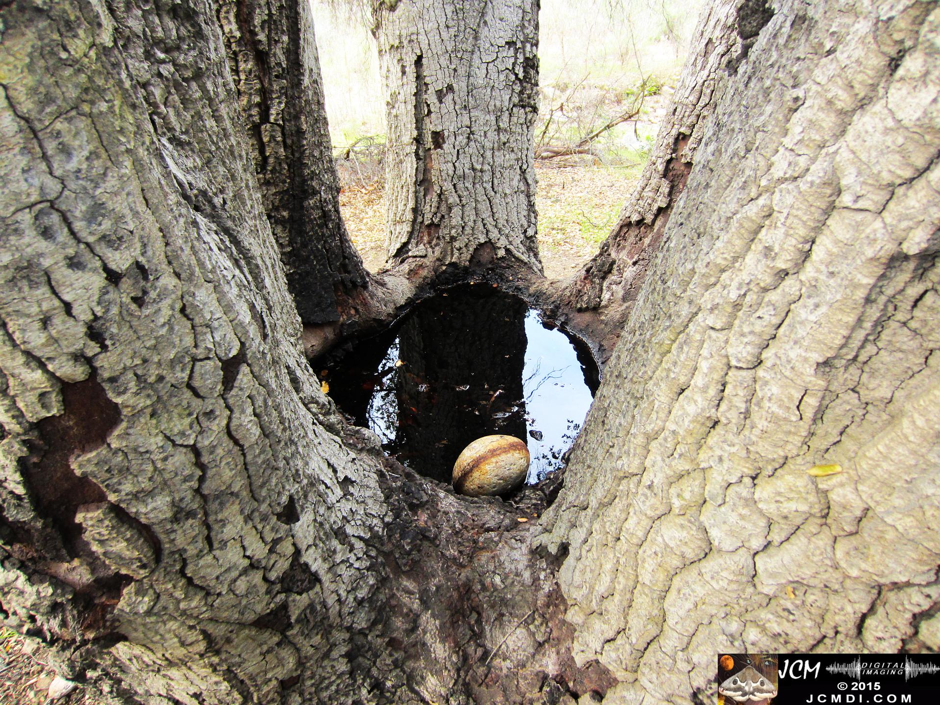 Whitney Canyon pond in oak tree crotch